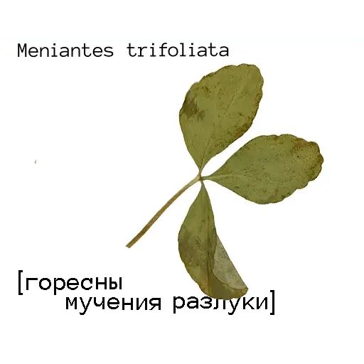 Стикер «Язык цветов-1»