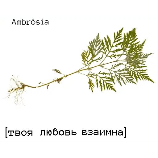Стикер «Язык цветов-10»