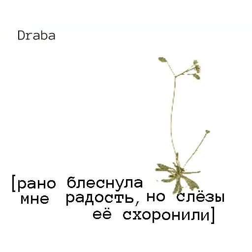 Стикер «Язык цветов-11»