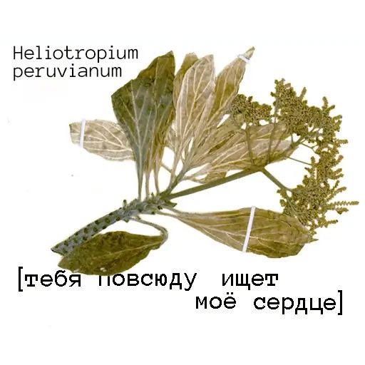 Стикер «Язык цветов-12»