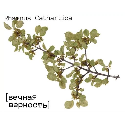 Стикер «Язык цветов-3»