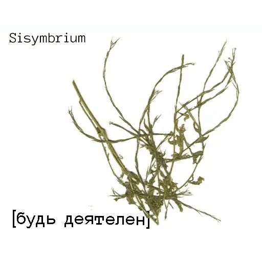 Стикер «Язык цветов-4»