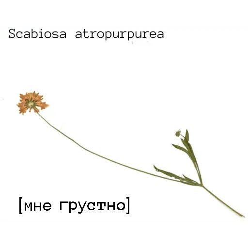 Стикер «Язык цветов-5»