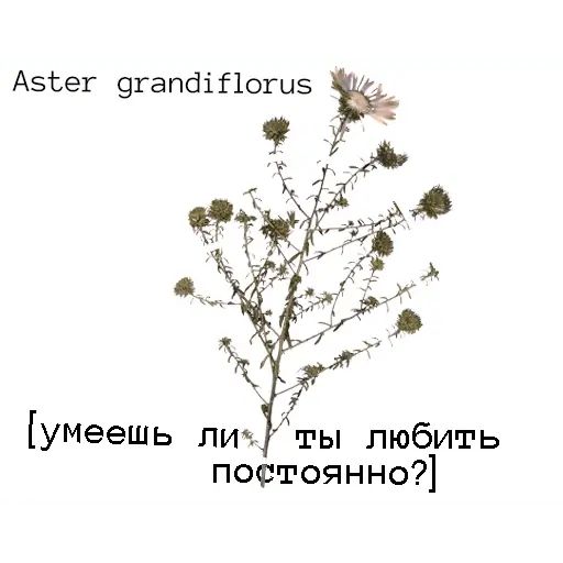 Стикер «Язык цветов-6»
