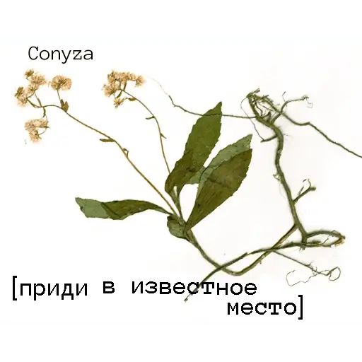 Стикер «Язык цветов-7»