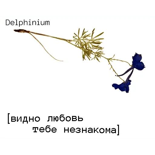 Стикер «Язык цветов-8»
