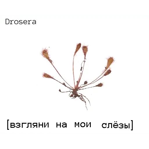Стикер «Язык цветов-9»