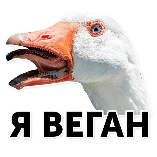 Стикер «Гуси-хуюси-11»