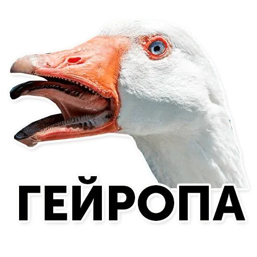 Стикер «Гуси-хуюси-12»