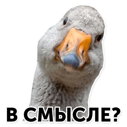 Стикер «Гуси-хуюси-8»