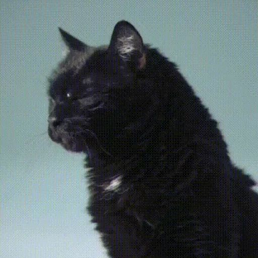 Стикер «Чёрные кошки-1»