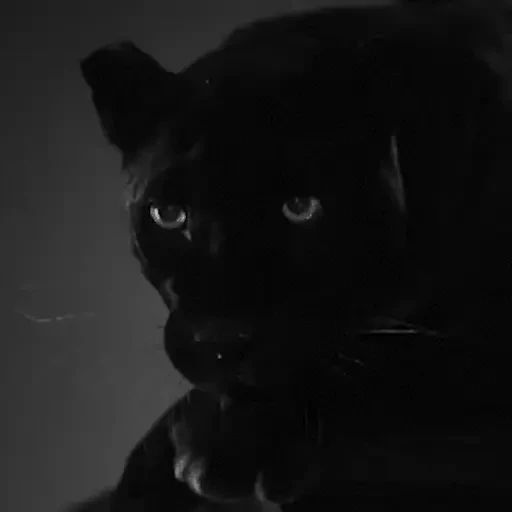 Стикер «Чёрные кошки-12»
