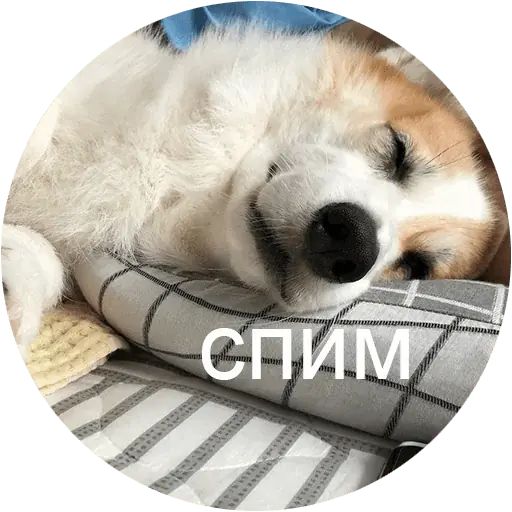 Стикер «Корги-4»
