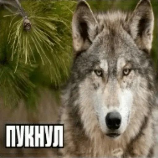 Стикер «Сильный не тот, кто сильный-8»
