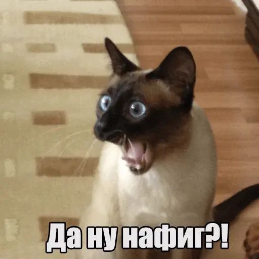 Стикер «Котеечная любовь-10»