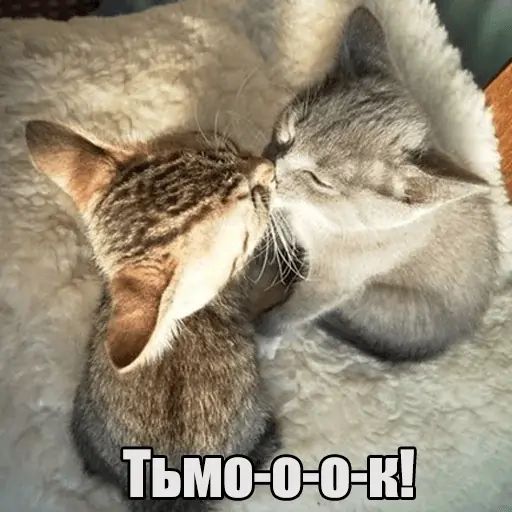 Стикер «Котеечная любовь-11»
