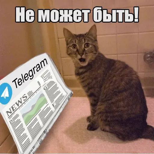 Стикер «Котеечная любовь-12»