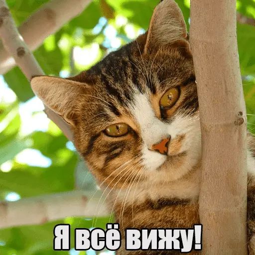 Стикер «Котеечная любовь-4»