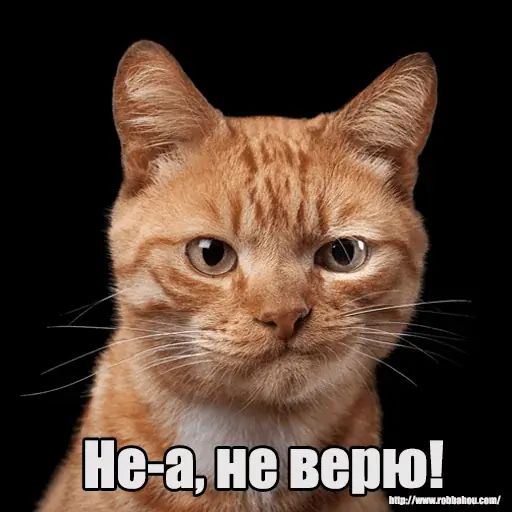 Стикер «Котеечная любовь-5»