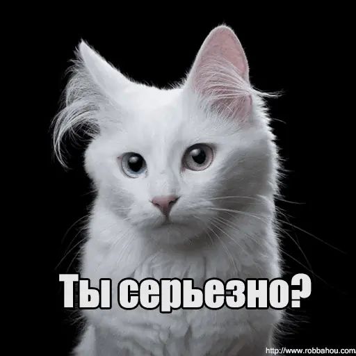 Стикер «Котеечная любовь-6»