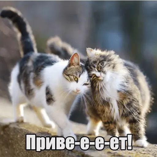 Стикер «Котеечная любовь-7»