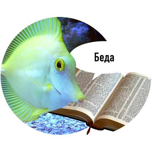 Стикер «Рыбы пытаются читать-6»