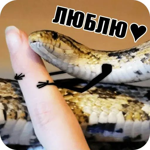 Стикер «Забавные змейки-10»