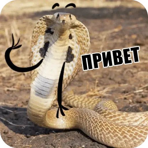 Стикер «Забавные змейки-8»
