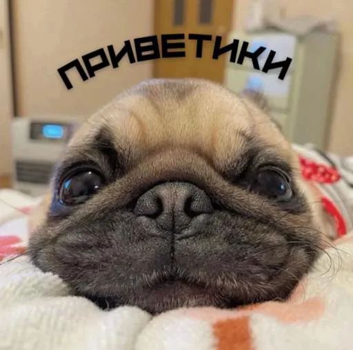 Стикер «Бульдог-мемы-1»