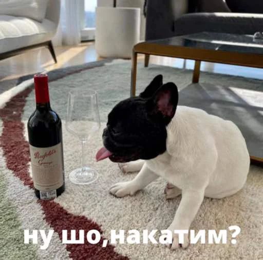 Стикер «Бульдог-мемы-10»