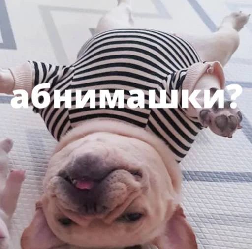 Стикер «Бульдог-мемы-11»
