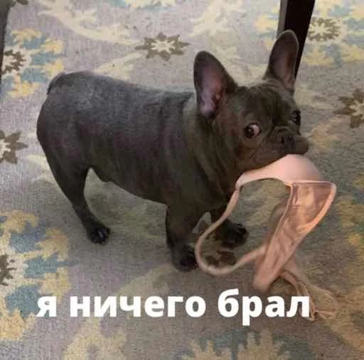 Стикер «Бульдог-мемы-2»