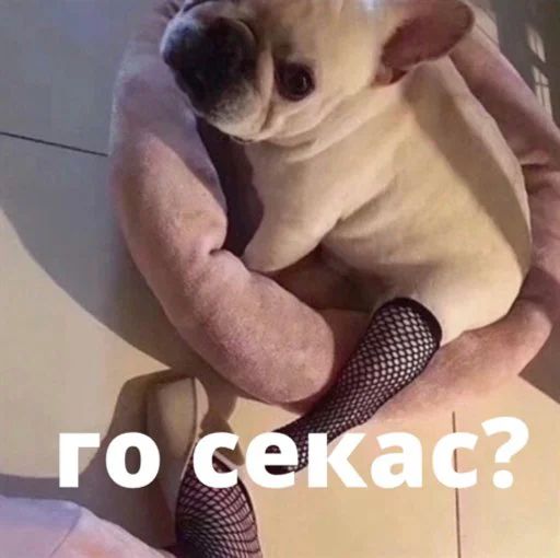Стикер «Бульдог-мемы-4»