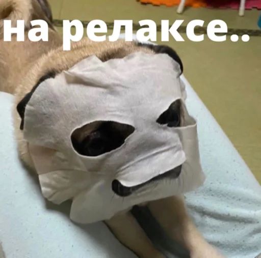 Стикер «Бульдог-мемы-5»