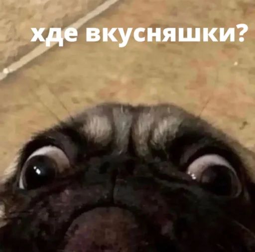 Стикер «Бульдог-мемы-6»