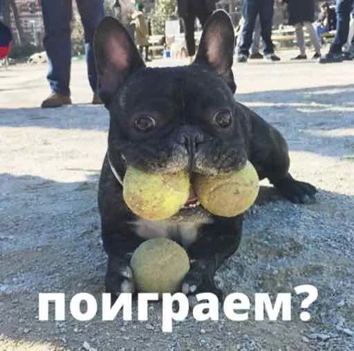 Стикер «Бульдог-мемы-7»