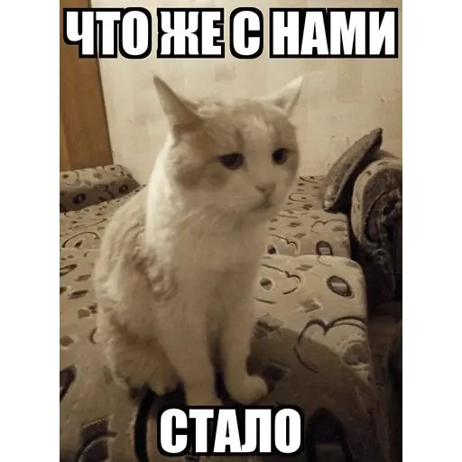 Broken telegram. Сломанные коты Стикеры. Стикеры сломанный котик. Сломанные коты телеграмм. Сломанные котики Стикеры телеграмм