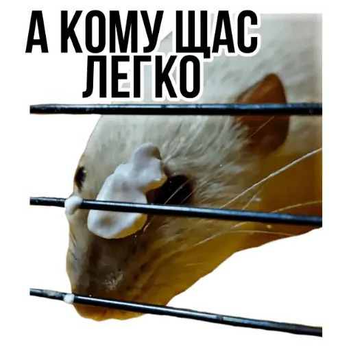 Стикер «Типичные крысы-11»