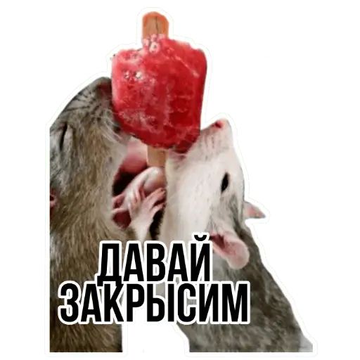 Стикер «Типичные крысы-2»