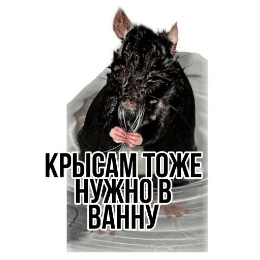 Стикер «Типичные крысы-4»