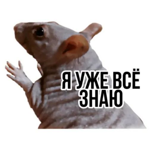 Стикер «Типичные крысы-8»
