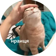 46.webp