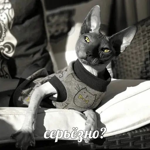Стикер «Сфинкс-12»