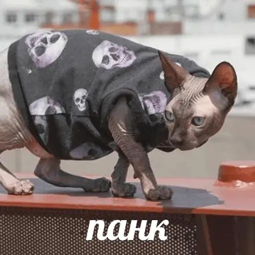 Стикер «Сфинкс-2»