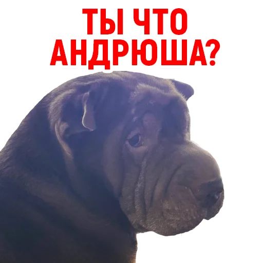 Стикер «Андрюша из ТикТока-10»