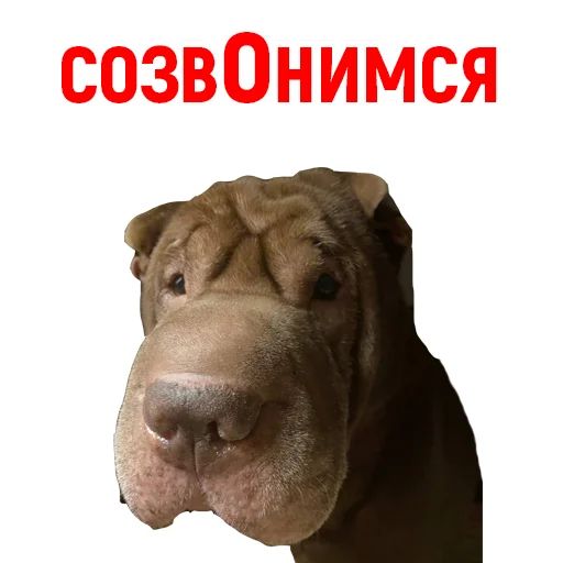 Стикер «Андрюша из ТикТока-2»