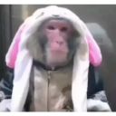 Набор стикеров «Обезьяны»