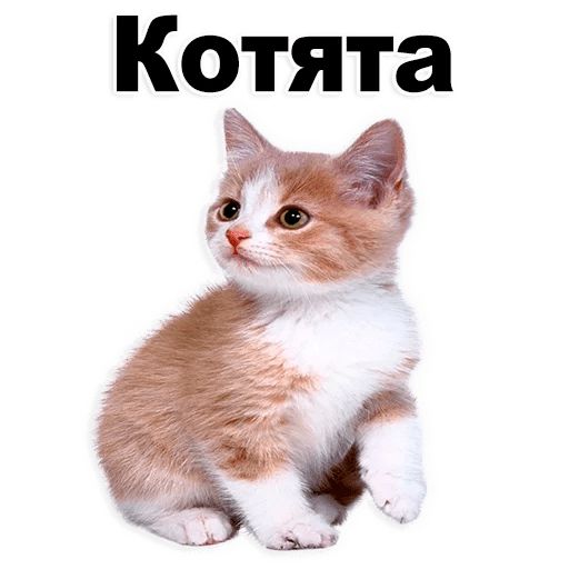 Котики тг. Стикеры котята. Стикеры мой котенок. Котята стикер да. Сильный котенок стикер.