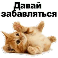 31.webp