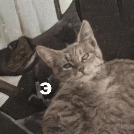 Стикер «Несуществующие коты-10»